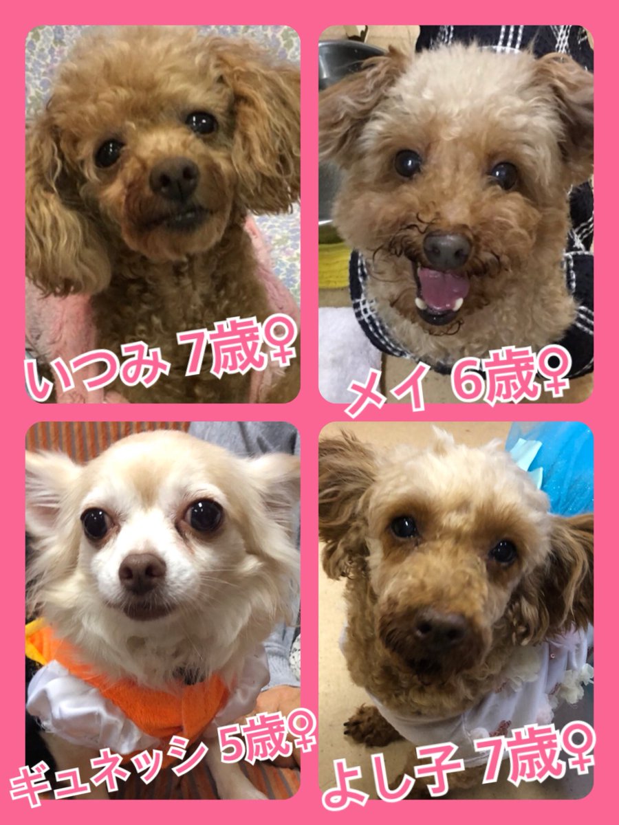 🎃Trick or Treat　今日はハロウィン🎃今日の里親様募集中ワンコ🐶メンバーです🐾2019,10,31